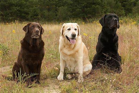 Did Labrador Retrievers come from Newfoundland?