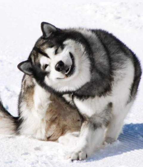 Are Alaskan Malamutes related to Huskies?