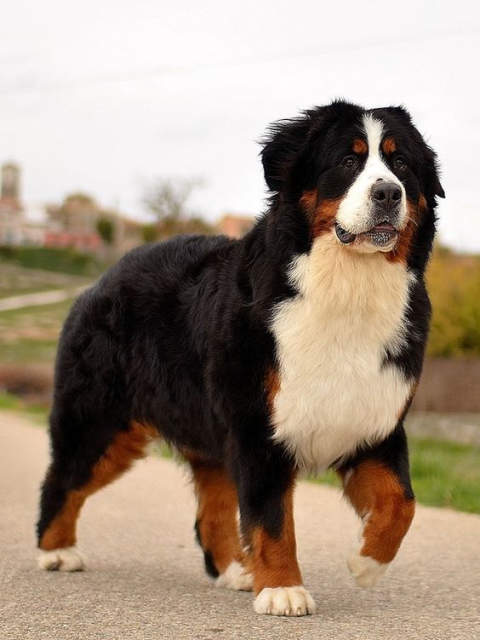 Is a Bernese Mountain Dog a guard dog?