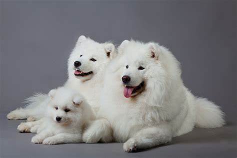 What is a Samoyed poodle mix?