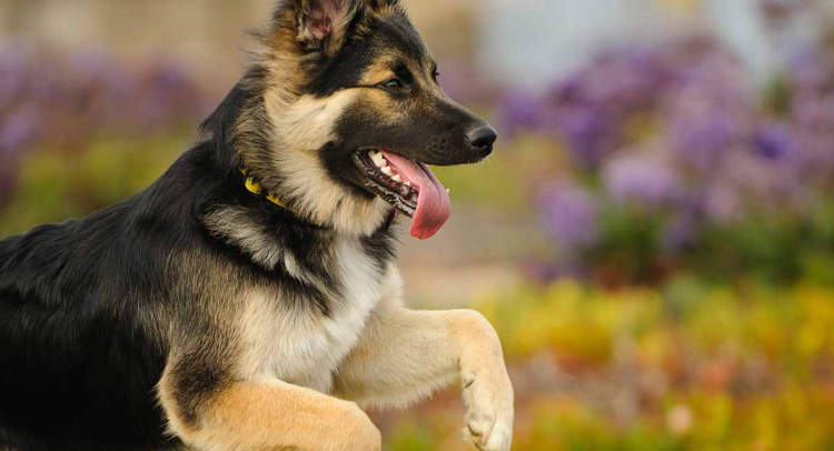 Are German Shepherds the most loyal dog breed?