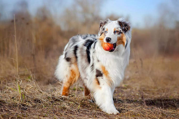 Are Australian Shepherds Happiest Dogs?