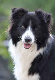 Can Border Collie handlers have white dogs?