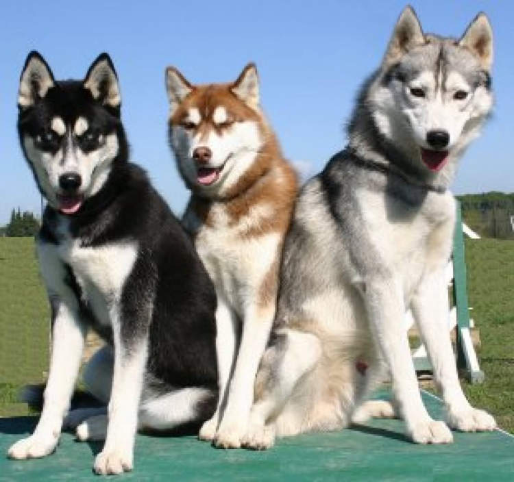 Is siberian husky a breed?