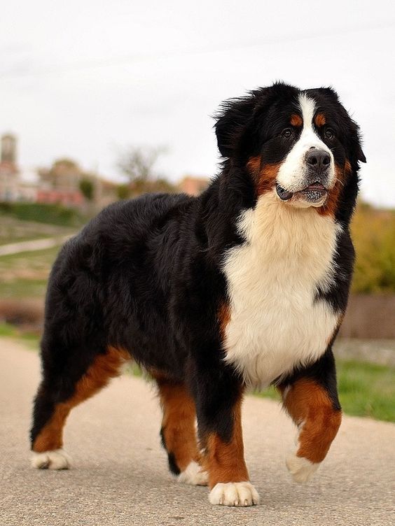 Is a Bernese Mountain Dog a guard dog?