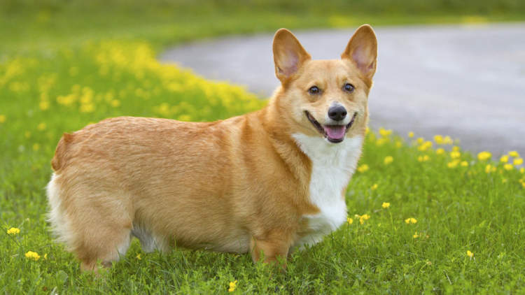 Are Welsh Corgi loyal?